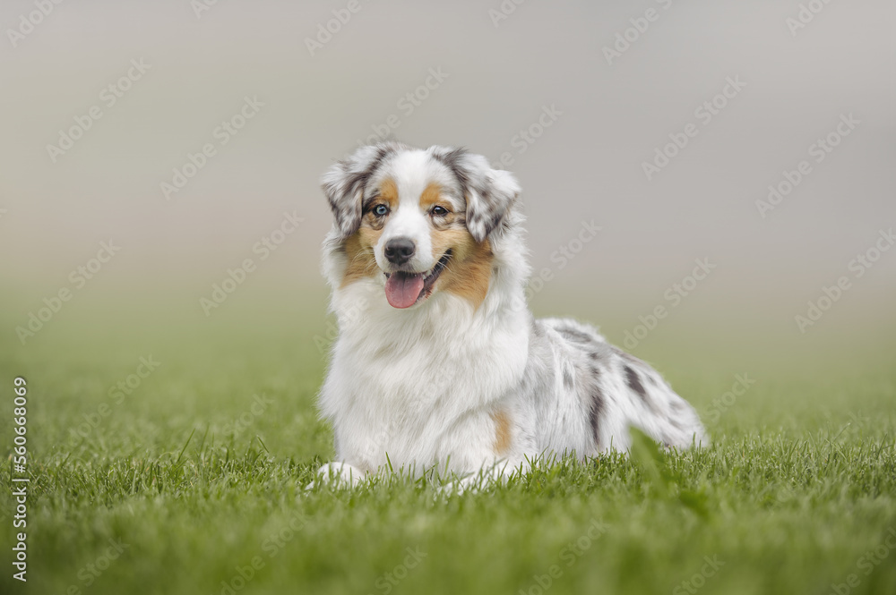 australian shepherd lying in the grass australian shepherd lying in the grass