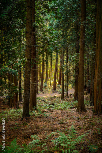 Wanderweg im Arboretum Burgholz photo