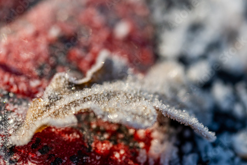 macro shot of ice crystals on a leaf against a blurred background.