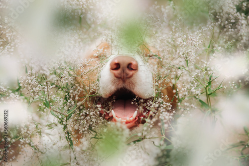 Australian Shepherds in a mysterious forest