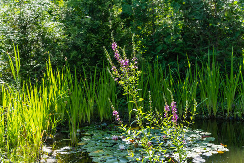 Purple loosestrife red or Lythrum salicaria against the backdrop of evergreens growing along the shore of a garden pond. Close-up. Nature concept for design. Floral landscape for wallpaper. photo