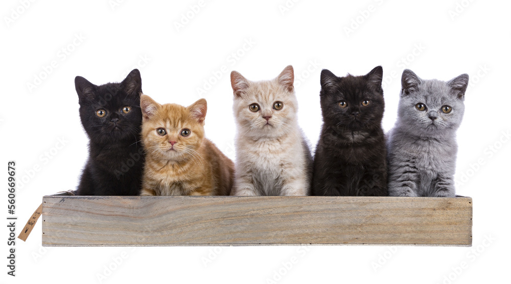 Row of five British Shorthair cat kittens sitting beside each other in wooden tray. All looking towards camera. Isolated cutout on a transparent background.