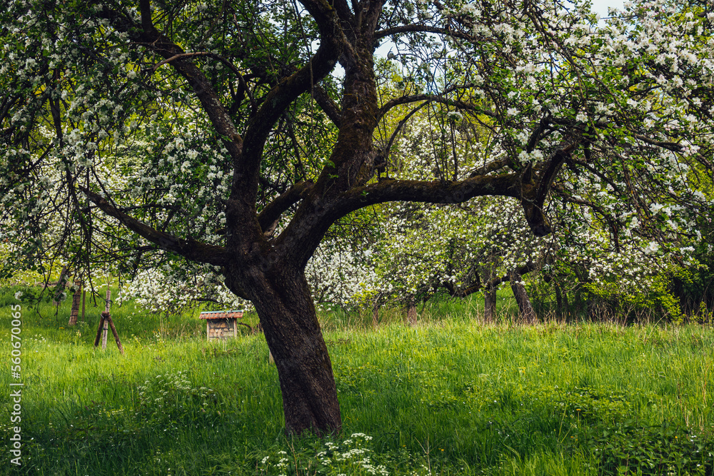 Alte Bäume, Obstbaumblüte Heiliger Grund Ockershausen Alte Bäume, Obstbaumblüte Heiliger Grund Ockershausen