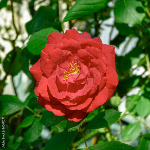 red rose in garden