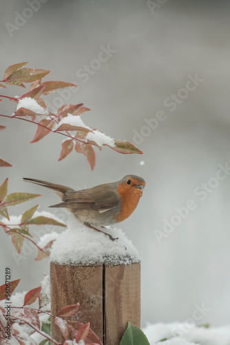 A n adorable robin or redbreast bird (Erithacus rubecula) perched on a snowy hedge during a snowfall on a cold winter day on the Italian alps, Christmas or good luck concept image, Italy, Piedmont.