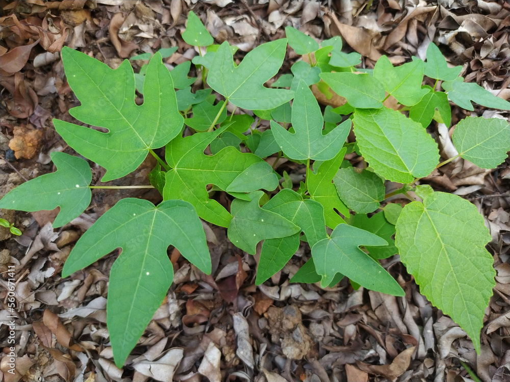 leaves with brow soil background leaves with brow soil background