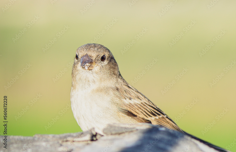 sparrow bird close-up sparrow bird close-up