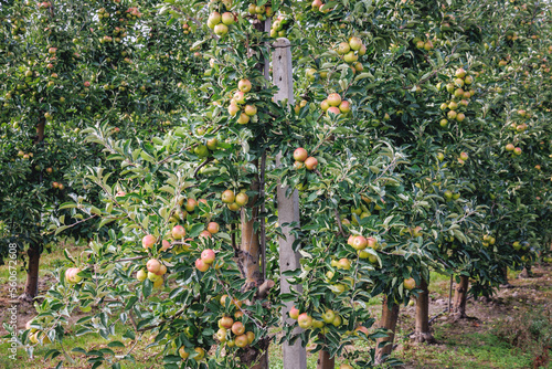 Apple tree orchard near Tarczyn city, Piaseczno County in Poland