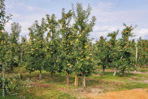 Apple tree orchard near Tarczyn city, Piaseczno County in Poland