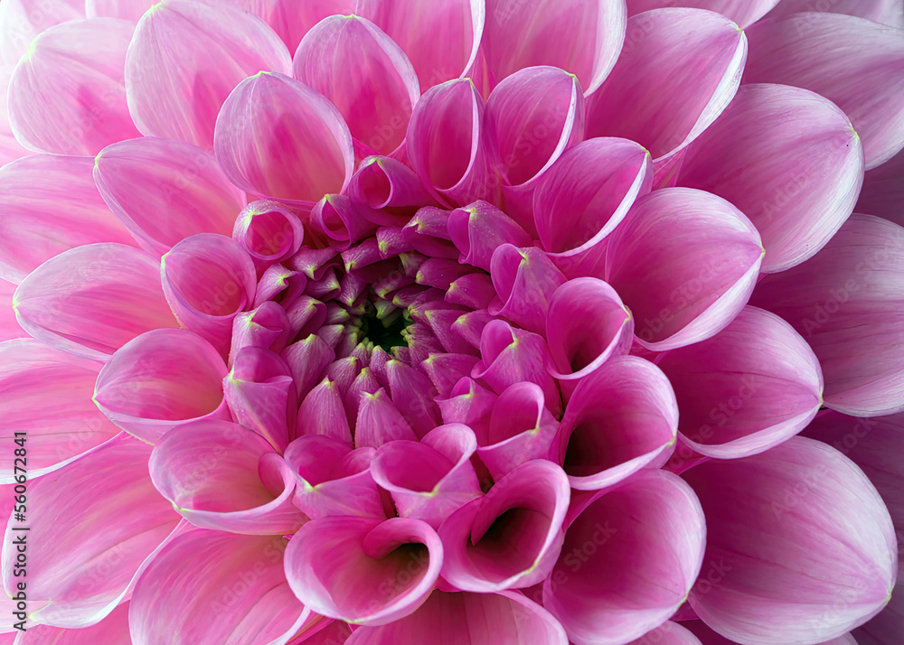 3d illustration of beautiful dahlia flowers in HD quality images 3d illustration of beautiful dahlia flowers in HD quality images
