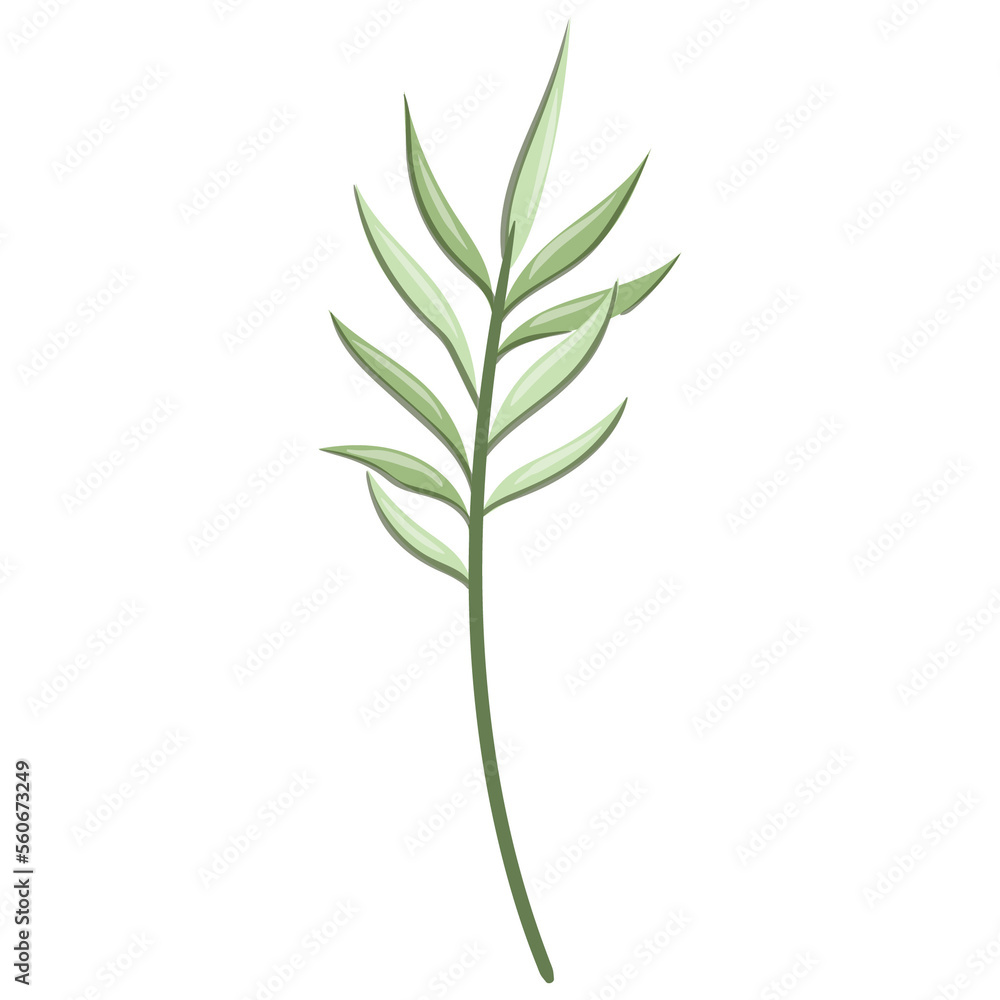 Fototapeta premium Wildflower Illustration. Floral Isolated