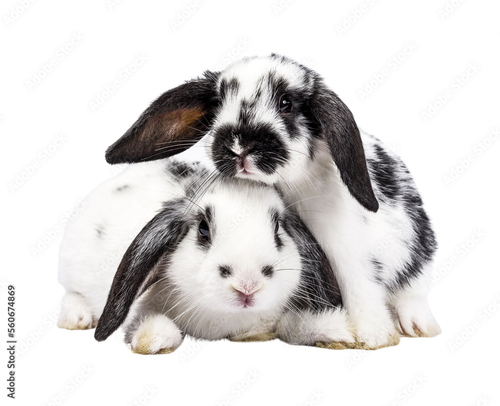 Two cute black and white baby rabbits, sitting up together facing front. Looking towards camera. Isolated cutout on a transparent background. Two cute black and white baby rabbits, sitting up together facing front. Looking towards camera. Isolated cutout on a transparent background.