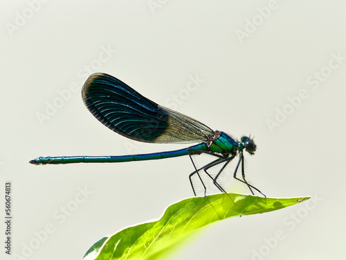 dragonfly on a leaf © OpenEye