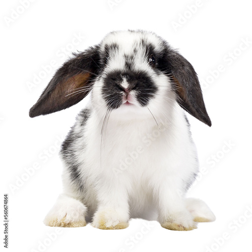 Fotografie Cute black and white baby rabbit, sitting up facing front