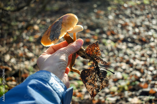 Mushrooms Flammulina velutipes (honey agarics) in a hand with ramshackle autumn leaves on a blurred background © LeManilo