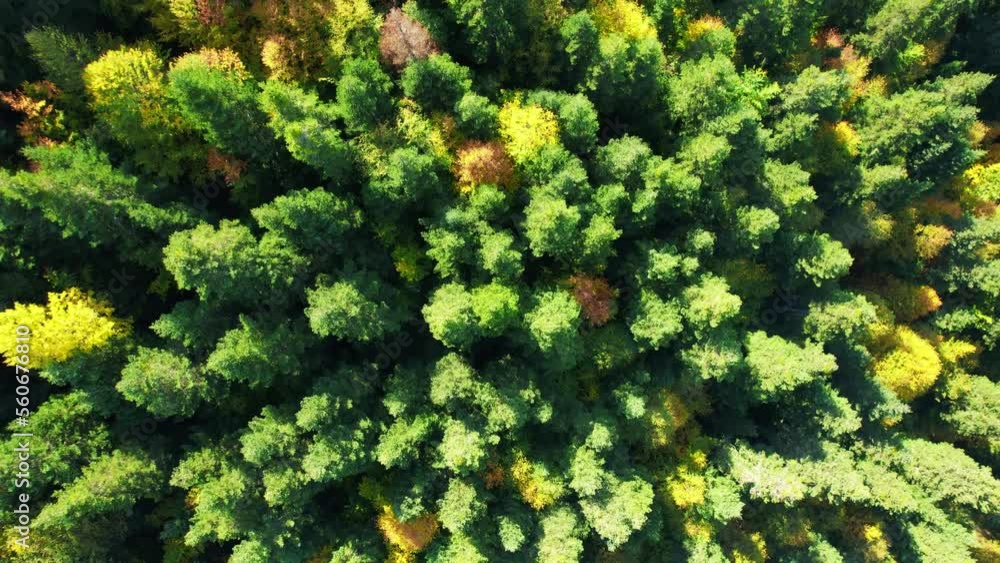 Forest and tree landscape texture background. Aerial top view forest in autumn. Texture of forest view from above. Forest and tree landscape texture background. Aerial top view forest in autumn. Texture of forest view from above.