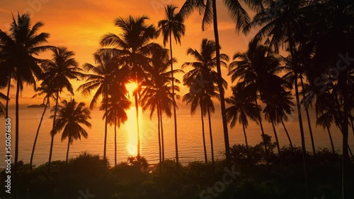Lovely red sunset view of the palm trees and the sea, a beam of light shines through the palm trees, aerial shot