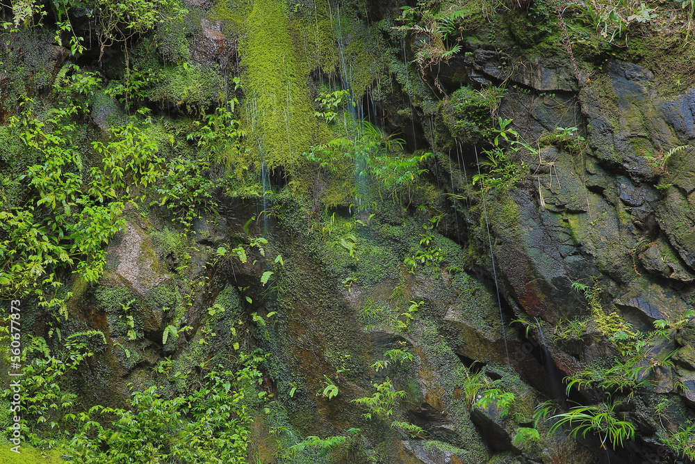 Beautiful green moss on the floor, moss closeup Beautiful green moss on the floor, moss closeup