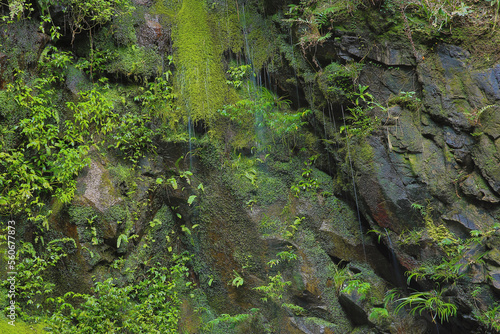 Beautiful green moss on the floor  moss closeup