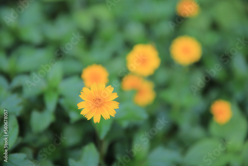 a Blooming yellow flower in the field on a sunny day