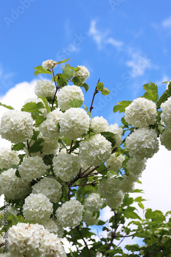 flowering ornamental viburnum buldenezh in summer garden photo