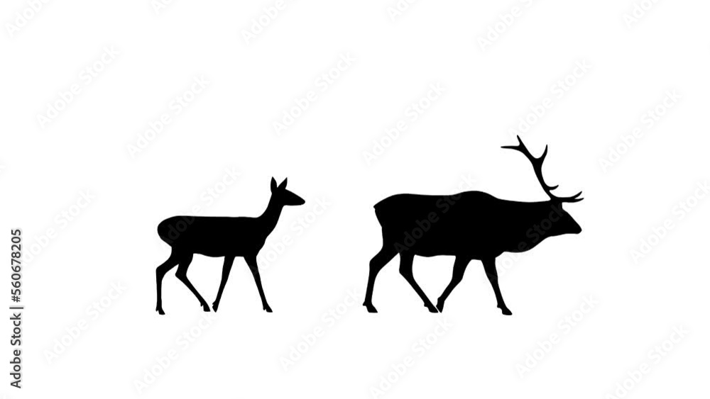Walking red deer and roe deer, animation on the white background Walking red deer and roe deer, animation on the white background