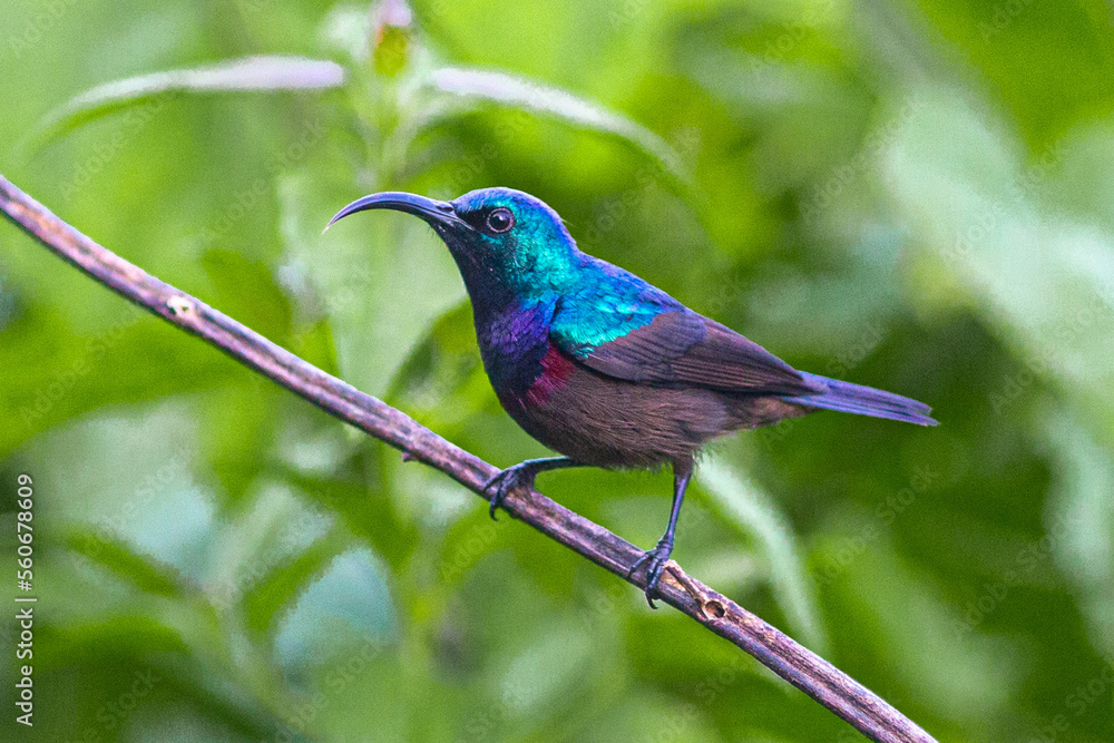 Lotens Sunbird sitting on a branch
