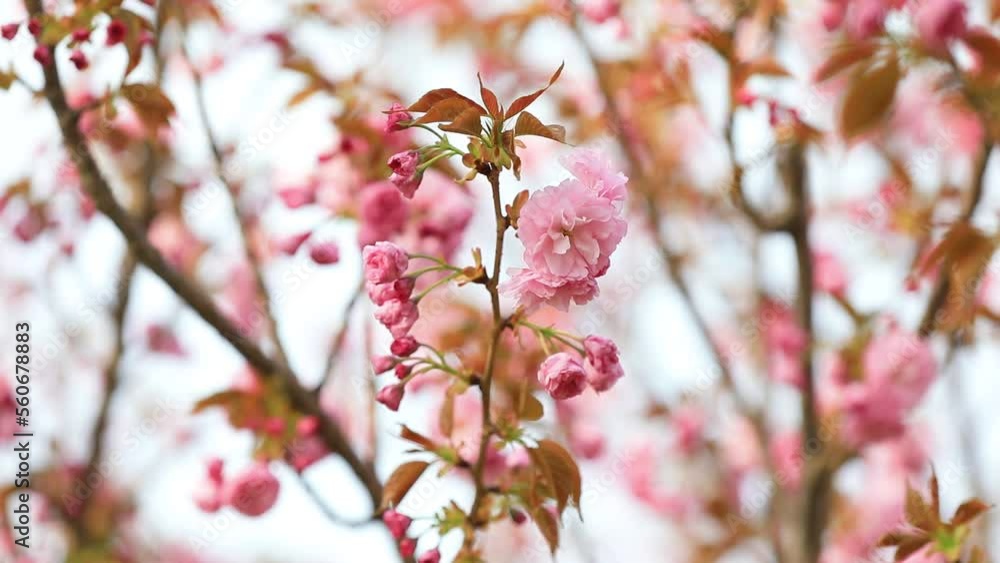 Beautiful cherry blossoms are in the park, North China Beautiful cherry blossoms are in the park, North China