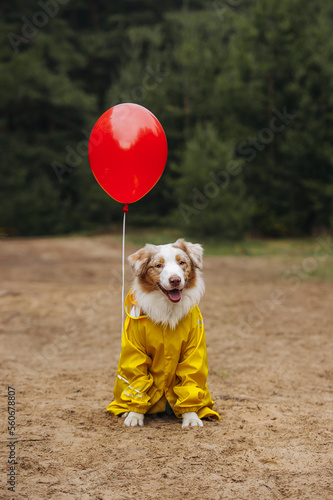 australian shepherd halloween outfits photo