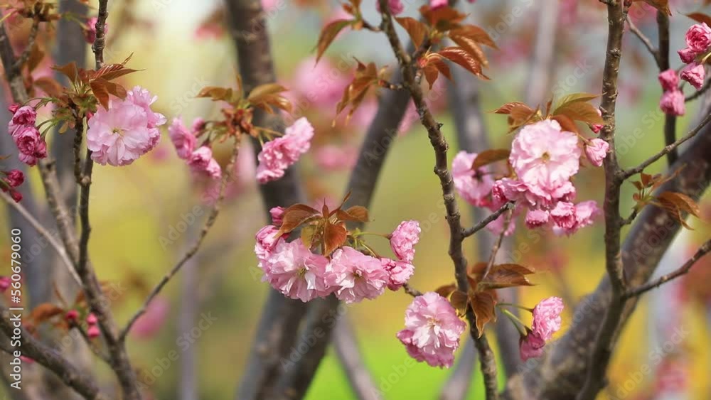 Beautiful cherry blossoms are in the park, North China Beautiful cherry blossoms are in the park, North China