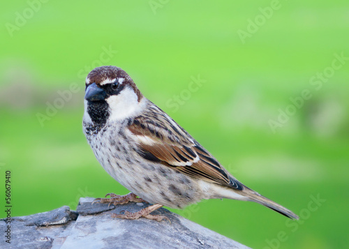 sparrow bird close-up © oz