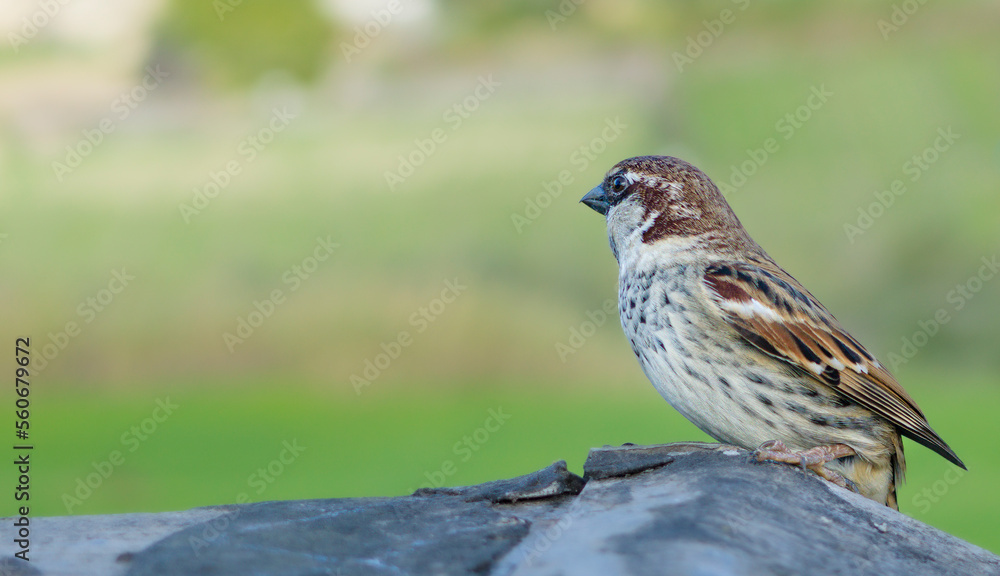Fototapeta premium sparrow bird close-up