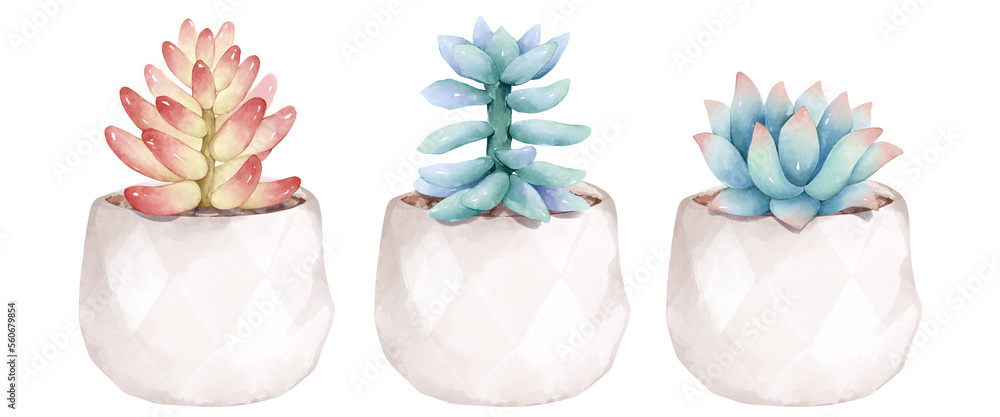 Cactus in pot, set watercolor floral illustrations, isolated on white ...