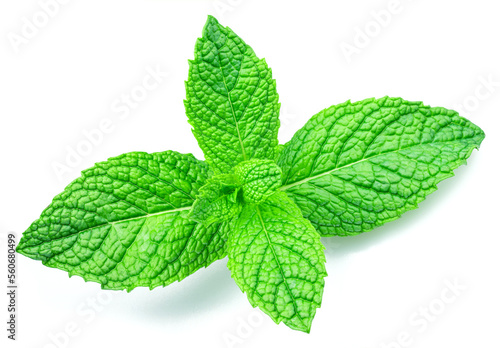 Green fresh top of peppermint or mint leaves closeup on white background.