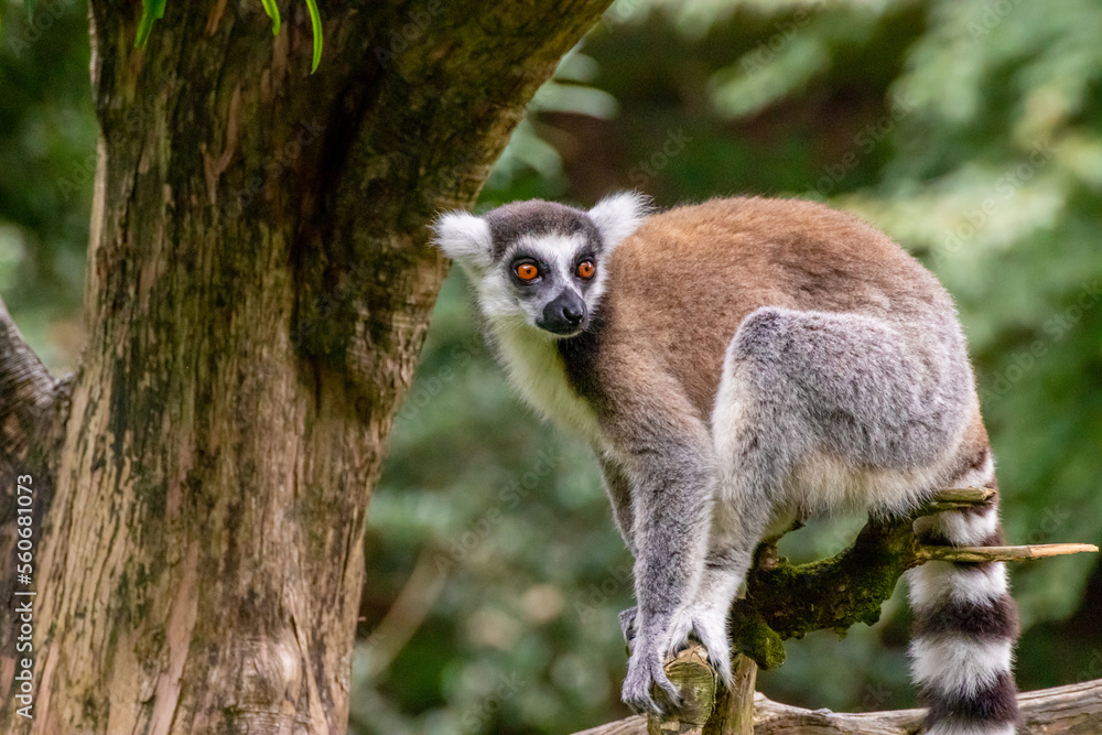 Fototapeta premium ワオテナガザルのポートレート