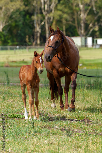 Chestnut mare and young foal. Front view. 