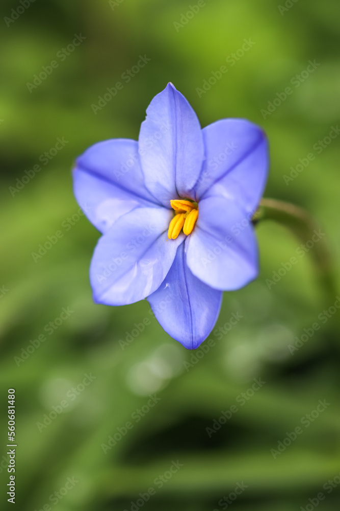 ハナニラの花 春のイメージ ハナニラの花 春のイメージ