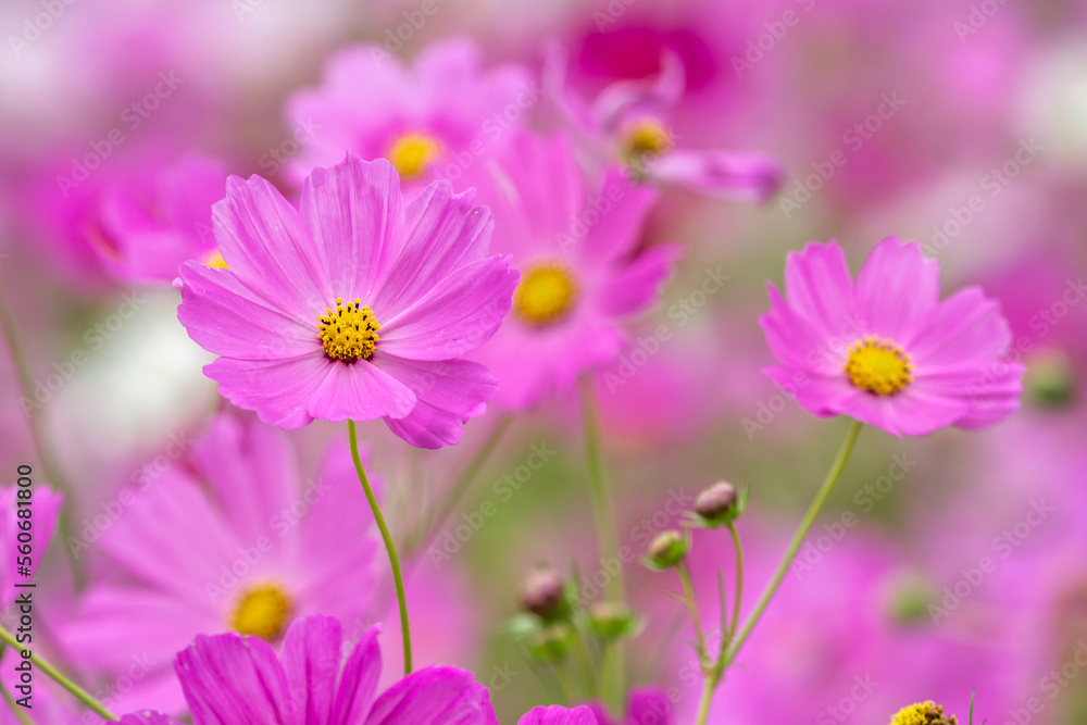 コスモスの花　秋のイメージ