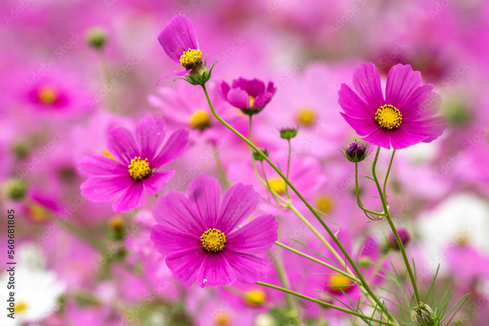 コスモスの花　秋のイメージ