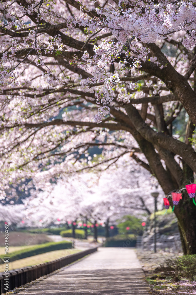 Naklejka premium 桜とランタン 春のイメージ