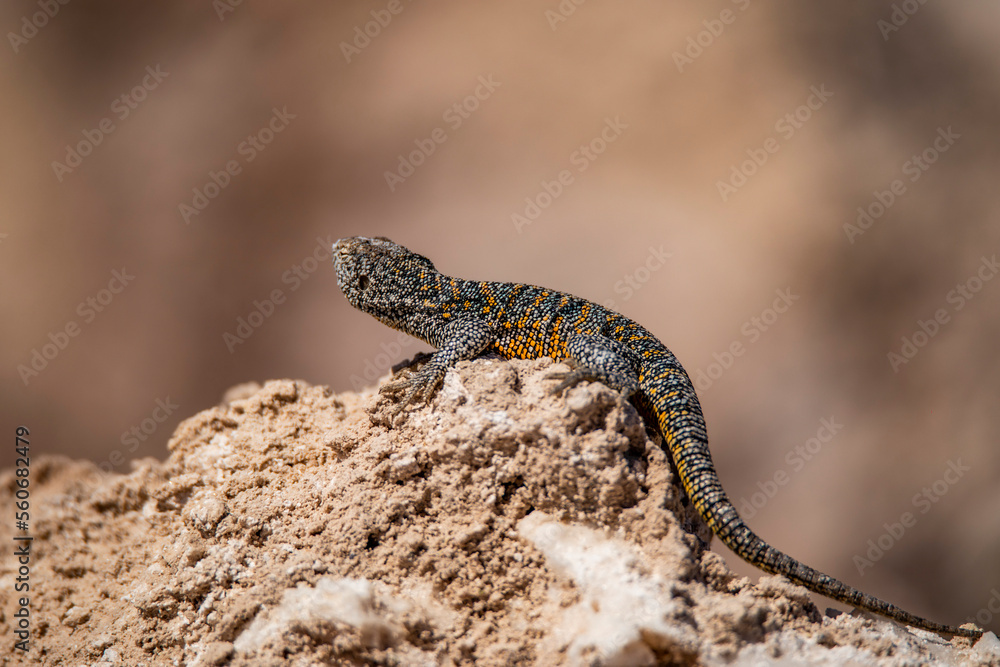 Obraz premium Lagarto