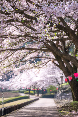 桜とランタン　春のイメージ