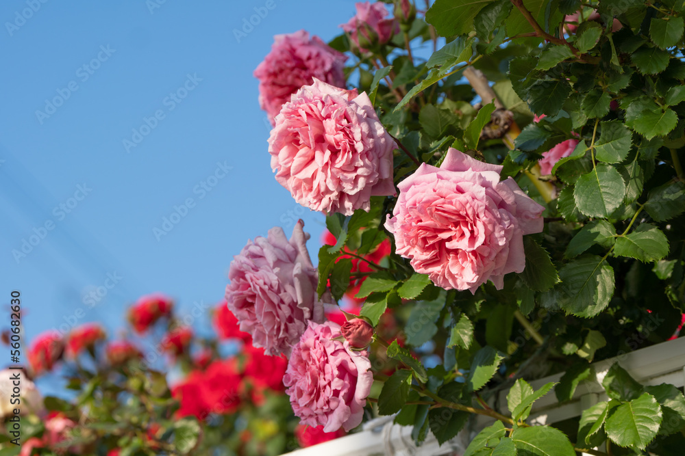 バラの花 初夏イメージ バラの花 初夏イメージ