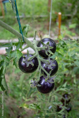 Black cherry tomatoes growing on a corp
