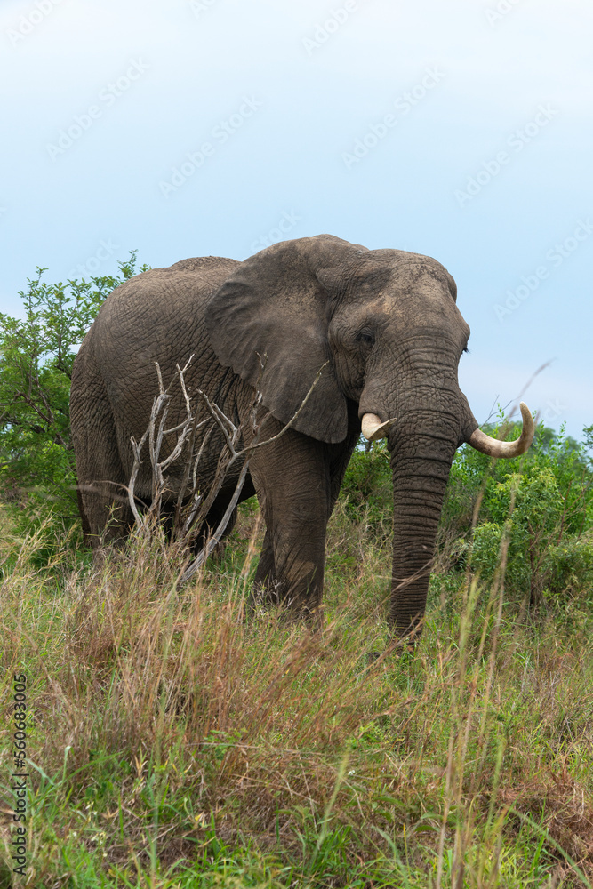 Éléphant d'Afrique,  gros porteur, Loxodonta africana, Parc national du Kruger, Afrique du Sud