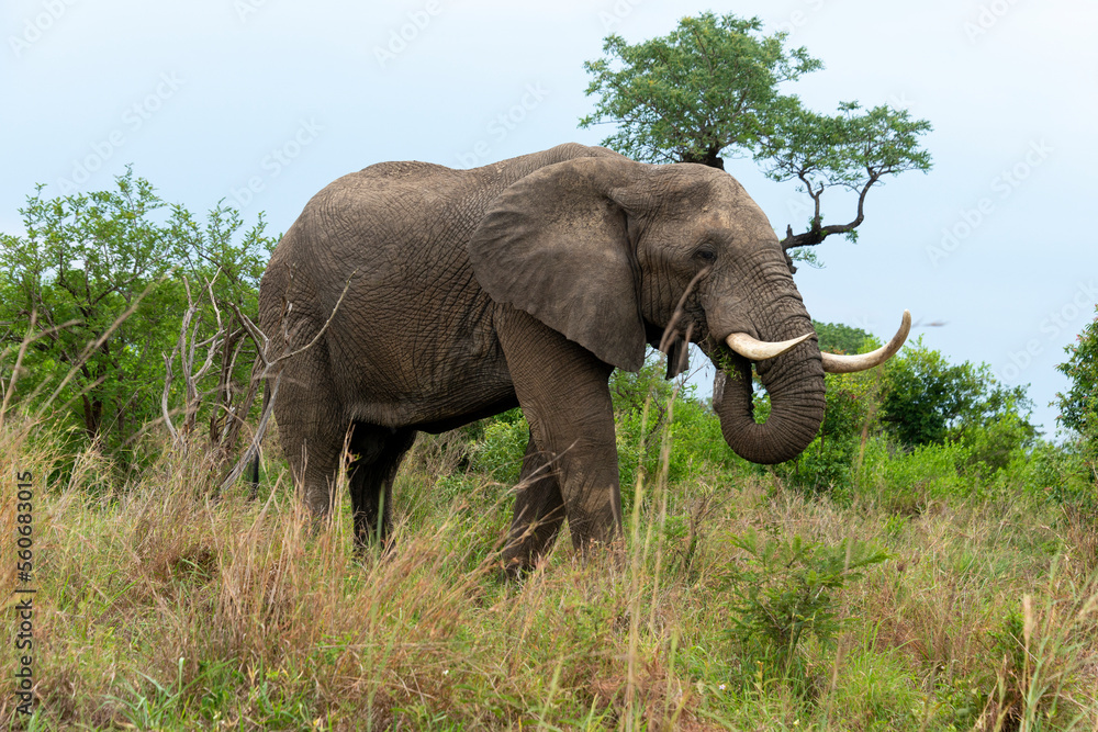 Éléphant d'Afrique,  gros porteur, Loxodonta africana, Parc national du Kruger, Afrique du Sud