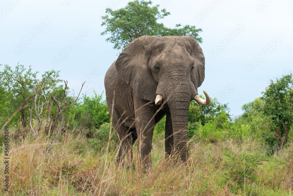Fototapeta premium Éléphant d'Afrique, gros porteur, Loxodonta africana, Parc national du Kruger, Afrique du Sud