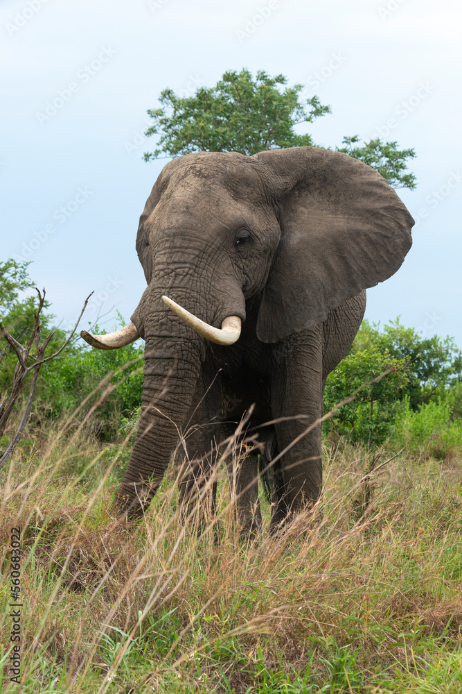 Fototapeta premium Éléphant d'Afrique, gros porteur, Loxodonta africana, Parc national du Kruger, Afrique du Sud