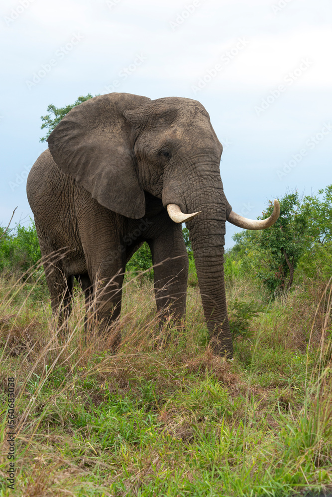 Fototapeta premium Éléphant d'Afrique, gros porteur, Loxodonta africana, Parc national du Kruger, Afrique du Sud