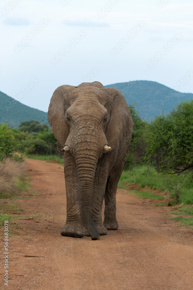 Fototapeta premium Éléphant d'Afrique, Loxodonta africana, Parc national du Pilanesberg, Afrique du Sud